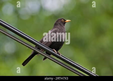 Singvogel turdus merula, auch eurasische Amsel genannt, der häufigste Vogel in tschechien sitzt auf dem elektrischen Draht. Stockfoto