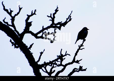 Sehr fetter Vogel Carduelis carduelis, auch bekannt als europäischer Goldfink, sitzt auf dem Baumstäbchen. Schwarz-weiße Silhouette auf blauem Hintergrund. Stockfoto