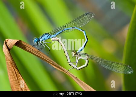 Coenagrion puella, auch bekannt als Azur, Damfliege paart sich auf dem trockenen Blatt über dem Teich. Tschechische Natur. Männlich und weiblich. Stockfoto