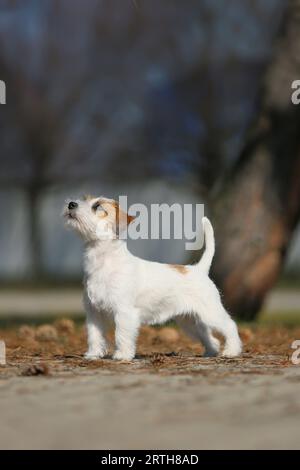 Jack Russell Terrier Exterieur zeigt Hundeporträt Stockfoto