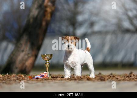 Jack Russell Terrier Exterieur zeigt Hundeporträt Stockfoto