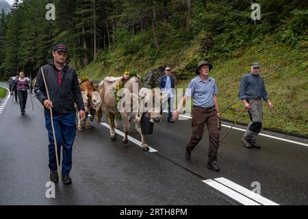 Schweiz jährlich Alpabfahrt Cattle DriveOut Rinder von Sommerweiden ins Winterquartier bringen Grimselseetal nach Guttannen Berner Oberland für die Zeremonie der Alpabfahrt – der Drive Out – werden von Hochsommerweiden im Grimselseetal zu Winterquartieren in Guttannen in den Hochschweizer Alpen der abgekauft Berner Oberland. Foto: BRIAN HARRIS/Alamy Live News Stockfoto