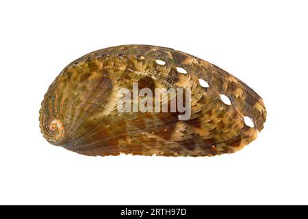 Haliotis asinina, (Esel/Eselsohr Abalone) tropische Gastropodenmuschel aus dem Indo-Pazifik (subtidales, seichtes Wasser) Stockfoto