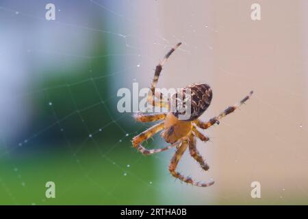 Die Europäische Gartenspinne, Araneus diamedatus, sitzt geduldig in ihrem kugelförmigen Netz und wartet auf Beute. Stockfoto