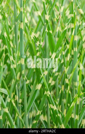 Stachelgras Strictus, Miscanthus sinensis Strictus, Chinesisches Silbergras, Variegiertes Laub Stockfoto