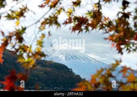 fuji mit Schneekappe mit Ahornblättern im Vordergrund. Stockfoto