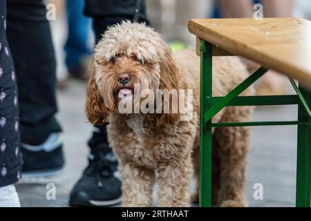 Hunde warten mit ihren Besitzern Stockfoto