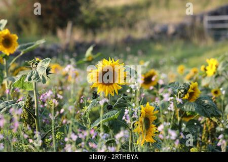 Sonnenblumen und andere Blumen auf einem Ackerbaubetrieb, die zur Schaffung eines blühenden Feldrands gesät wurden, County Durham, Vereinigtes Königreich Stockfoto