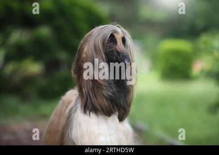 Konformationshund afghanische Jagdporträts des Hundeschenkenners Stockfoto