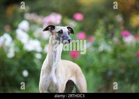 Aristokratische Rasse - Whippet Dog Exformation zeigt Portrait Stockfoto