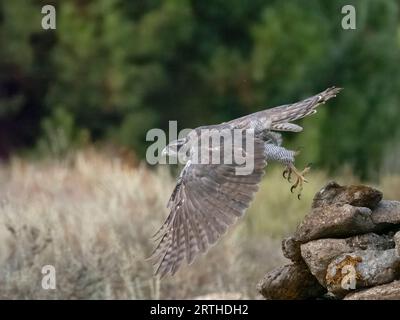 Eurasischer oder nördlicher Goshawk, Accipiter gentilis, Single male in Flight, Spanien, September 2023 Stockfoto