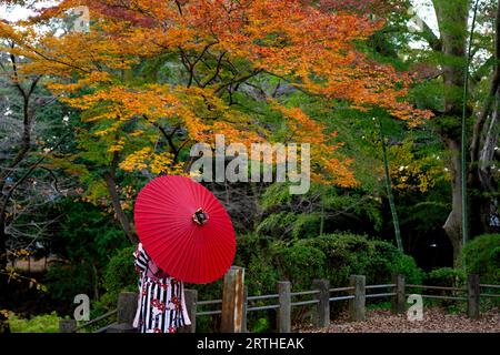 Frau, die Kimono trägt und roten Schirmständer unter Ahornbaum hält Stockfoto