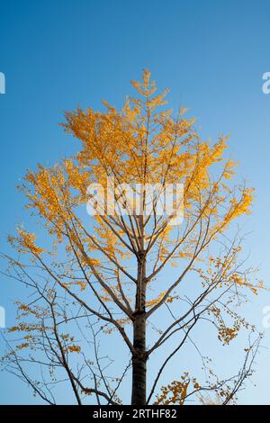 Gingko-Baum gegen blauen Himmel im Herbst Stockfoto