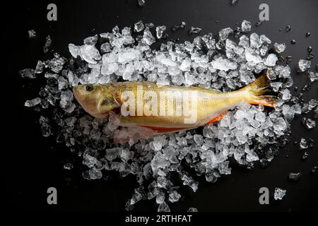 Europäischer Barsch (Perca fluviatilis), Rotflossen-Barsch, Rotflossen-Barsch, Rotflossen-Barsch auf schwarzem Hintergrund Stockfoto