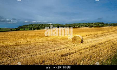 Strohballen auf einem Feld zur Erntezeit in South Lanarkshire, Schottland Stockfoto