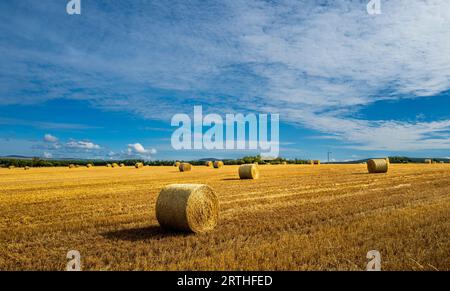 Strohballen auf einem Feld zur Erntezeit in South Lanarkshire, Schottland Stockfoto