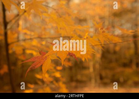 Bunte Ahornblätter in der Herbstsaison hängen auf dem Zweig mit verschwommenem Hintergrund, aus Japan. Stockfoto
