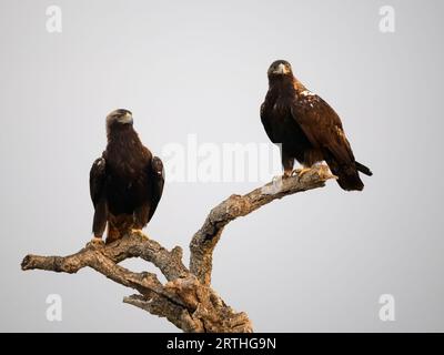 Spanischer Kaiseradler, Aquila adalberti, zwei Vögel in Baum, Spanien, September 2023 Stockfoto