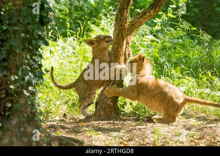 Löwe (Panthera leo) zwei Jungen zusammen auf einem Baum Stockfoto