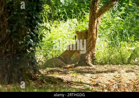 Löwe (Panthera leo) zwei Jungen zusammen neben einem Baum Stockfoto