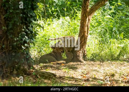 Löwe (Panthera leo) zwei Jungen zusammen neben einem Baum Stockfoto