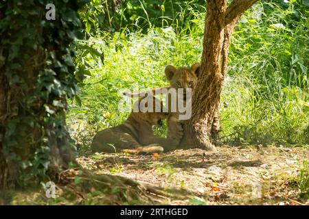 Löwe (Panthera leo) zwei Jungen zusammen neben einem Baum Stockfoto