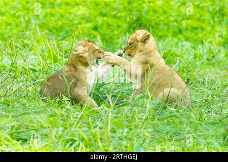 Löwe (Panthera leo) zwei Jungen, die gemeinsam auf einem Baum spielen Stockfoto
