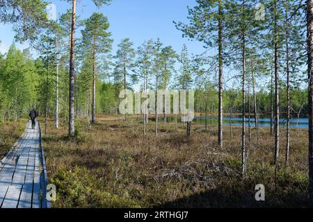 Pfad zum Versteck für Bärenfotografie im finnischen Taiga-Wald Stockfoto