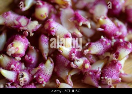 Stillleben von Kartoffelsprossen Stockfoto