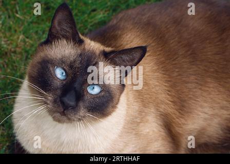 Gesichtsbesamung Nahaufnahme von Süße blauäugige siamesische Katze Stockfoto