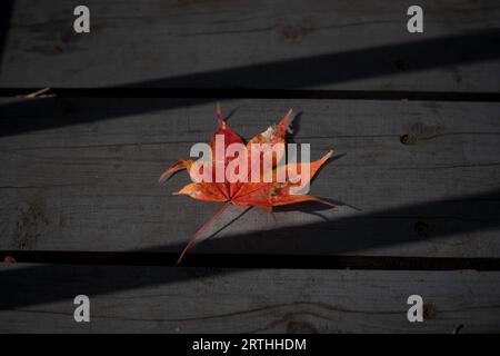 Wunderschöne Herbstlandschaft. Buntes Laub im Herbst. Fallende Ahornblätter. Ahornblätter färben sich im Herbst gelb, orange, rot. Stockfoto