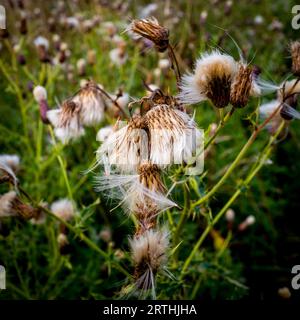 Thistledown Stockfoto