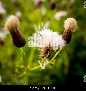 Thistledown Stockfoto