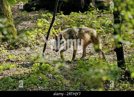 Europäischer Wolf (Canis Lupus), der im Wald spaziert Stockfoto