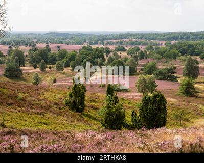 Blühende gemeinsame Heide in der Lüneburger Heide, Deutschland, blühende gemeinsame Heide in der Lüneburger Heide, Deutschland Stockfoto