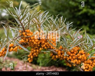 Sanddorn mit Fruechten im Garten, gemeiner Sanddorn mit Früchten im Garten Stockfoto