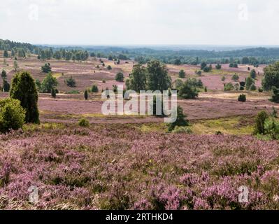 Blühende gemeinsame Heide in der Lüneburger Heide, Deutschland, blühende gemeinsame Heide in der Lüneburger Heide, Deutschland Stockfoto