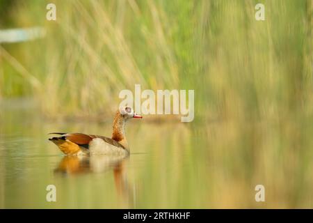 Ägyptische Gänse (Alopochen aegyptiacus) schwimmend auf einem Teich in Frankfurt Stockfoto