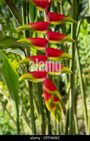 Heliconia rostrata, die hängende Hummerklaue oder falscher Paradiesvogel, ist eine krautige, mehrjährige Pflanze, die aus Kolumbien stammt Stockfoto