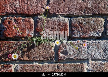 An einer roten Ziegelmauer in San Francisco, Kalifornien, USA, wachsen Gänseblümchen. An einer Ziegelmauer im Zentrum von San Francisco, Kalifornien, USA, wachsen Gänseblümchen Stockfoto