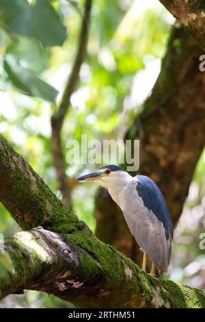 Schwarzer gekrönter Nachtreiher (Nycticorax nycticorax) sitzt in einem Baum im Waimea Valley auf Oahu, Hawaii, USA Stockfoto