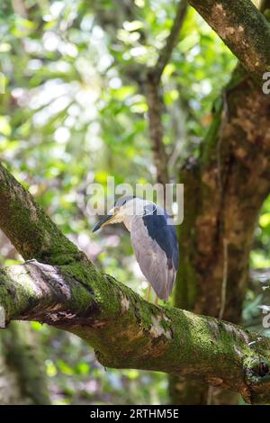 Schwarzer gekrönter Nachtreiher (Nycticorax nycticorax) sitzt in einem Baum im Waimea Valley auf Oahu, Hawaii, USA Stockfoto