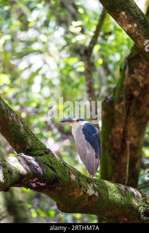 Schwarzer gekrönter Nachtreiher (Nycticorax nycticorax) sitzt in einem Baum im Waimea Valley auf Oahu, Hawaii, USA Stockfoto