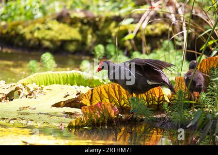 Hawaiianische Moorhen (Gallinula galeata sandvicensis) an einem Teich im Waimea Valley auf Oahu, Hawaii, USA Stockfoto