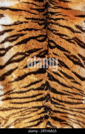 tigerfell wunderschöne Kulisse, Tierfell für dein Design Stockfoto