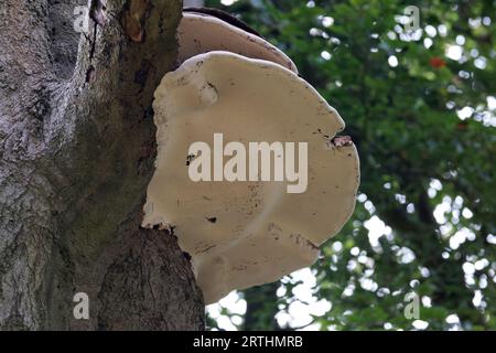 Pilze, die an den Seiten eines Baumes wachsen, ältere härtere und größere, wenn sie Reifen, Fruchtkörper, weiße Unterseite, braune Oberfläche Stockfoto