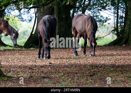 Neue Waldponys, die wild am Cissbury Ring leben, sind ideale Weidetiere, um die Vegetation unter Kontrolle zu halten, die hier im Spätsommer auf einer Waldlichtung zu sehen sind Stockfoto