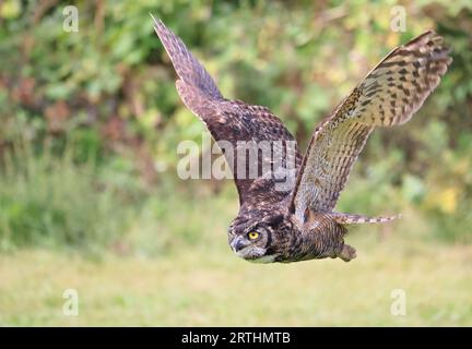 Großhornkauze, die im Wald auf grünem Hintergrund in Quebec, Kanada, fliegt Stockfoto