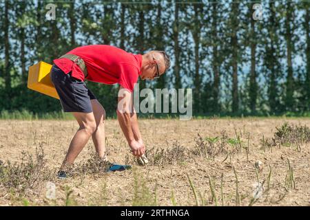 Wanderarbeiter, die Spargel ernten Stockfoto