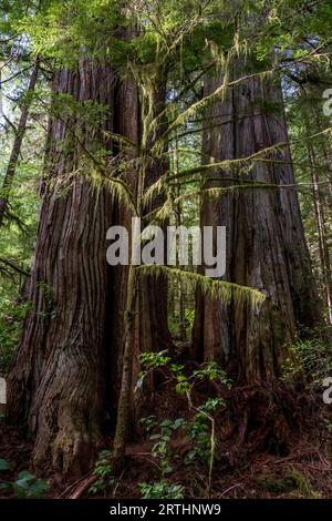 Mächtige Bäume im Avatar Grove bei Port Renfrew auf Vancouver Island, British Columbia, Kanada Stockfoto